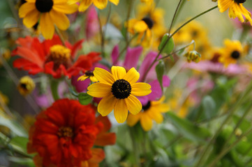 yellow flower on a flowered field