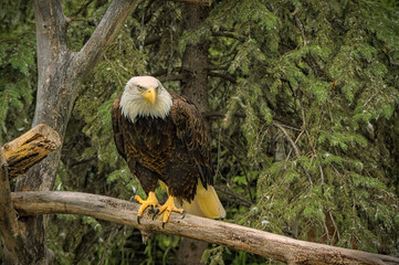 A Bald Eagle perched on a log.