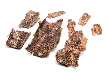 The bark of the tree isolated on white