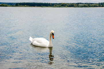 Plakat beautiful white swans swim on the lake