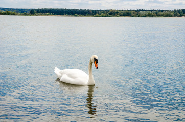 Fototapeta na wymiar beautiful white swans swim on the lake