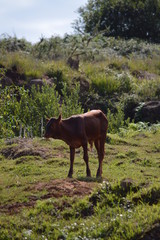 Portrait Of A Watusi Breeding In The Natural Park Of Cabarceno Old Mine For Iron Extraction. August 25, 2013. Cabarceno, Cantabria. Holidays Nature Street Photography Animals Wildlife