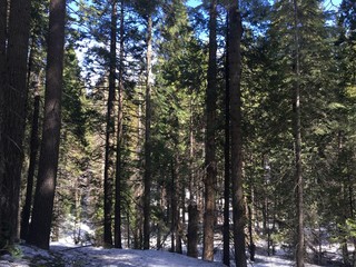 Trail in the middle of a wood