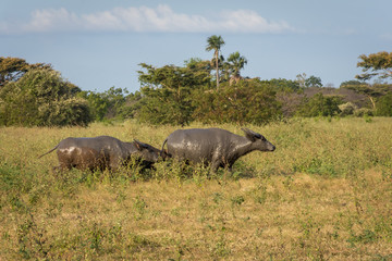 A group of buffalo on their natural habitat, Savanna Bekol, Baluran. aluran National Park is a forest preservation area that extends about 25.000 ha on the north coast of East Java, Indonesia.