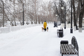 Young woman is walking in a snowy winter park with her two dogs. Back view.