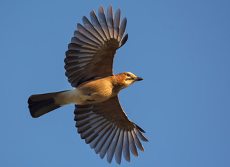 Eurasian jay goes in flight in blue sky with fully spreaded wings 