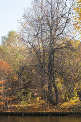 The golden autumn in the park