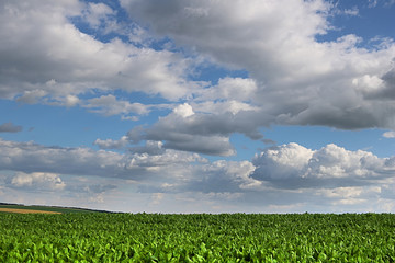 Countryside with sugar beet field and cloudy sky