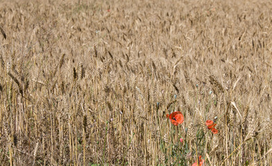 Fototapeta premium Big field with wild growing red flowering poppies between the ripening wheat ears