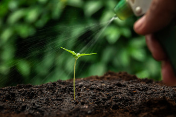 A small plant of cannabis seedlings at the stage of vegetation planted in the ground in the sun, a beautiful background, eceptions of cultivation in an indoor marijuana for medical purposes