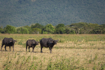 Fototapeta na wymiar A group of buffalo on their natural habitat, Savanna Bekol, Baluran. aluran National Park is a forest preservation area that extends about 25.000 ha on the north coast of East Java, Indonesia.
