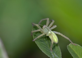 Huntsman spider - Micrommata sp., NW Greece 