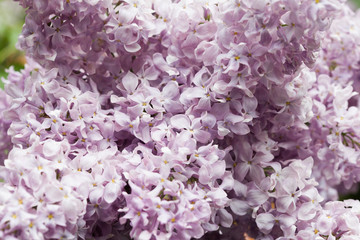 beautiful blooming lilac in a garden