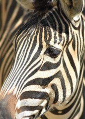 Fototapeta na wymiar Close-up of a zebra head (Equus quagga)