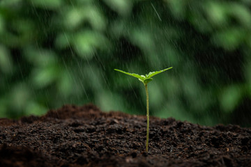 young plant in soil