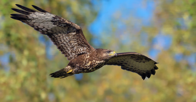 Brown adult Common buzzard flies fast in front of summer trees in search of prey