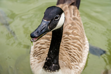 Two ducks fly together love near