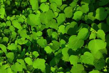 Fototapeta premium Beautiful Green Leafs