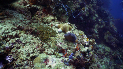 Naklejka na ściany i meble starfish on coral reef and tropical fish. underwater world diving and snorkeling on coral reef. Hard and soft corals underwater landscape