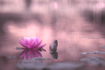 waterlily or lotus flower in pond