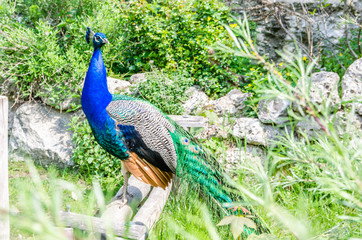 Obraz premium Beautiful peacock walks on rocks and fence