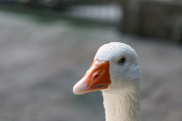 A goose living in the Cathedral of Barcelona