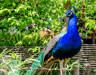 Obraz premium Beautiful peacock walks on rocks and fence