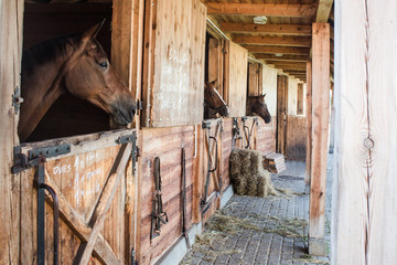  pellets as a lining for horses - obrazy, fototapety, plakaty