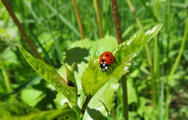 Ladybug on green plant in the garden, closeup