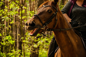 Horse poses in the forest