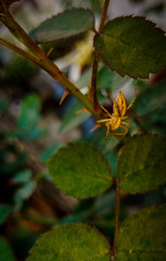 spider on leaf