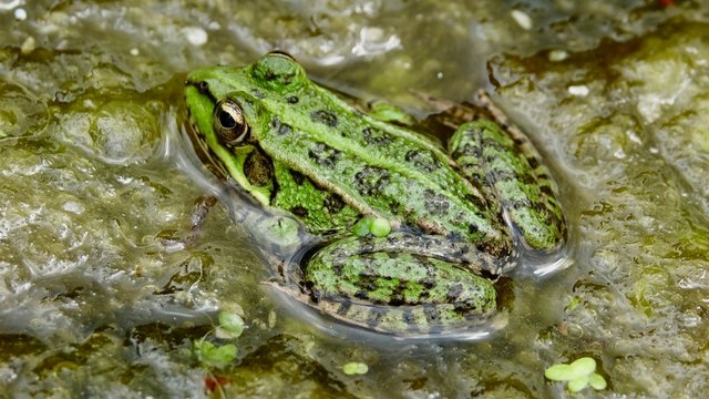 Froschhaut Bilder Durchsuchen 688 Archivfotos, und