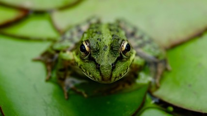 Frosch an einem See mit Seerosen, Nahaufnahme