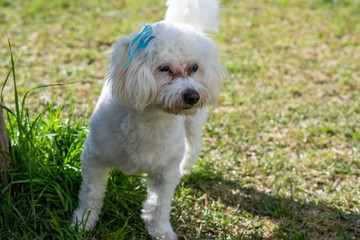 Adorable maltese poodle in park