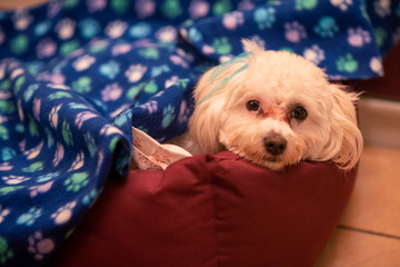 Adorable maltese poodle laying in pet bed