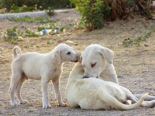 Street puppy show love for mother. dog animal close up