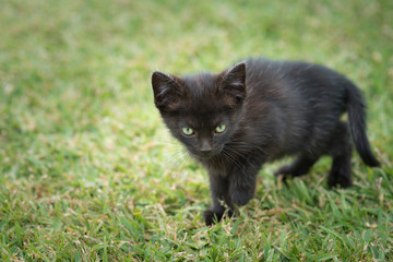 black kitten playing on the lawn
