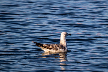 Seagull swimming in the sea at the evening