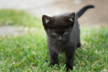 Naklejka na ściany i meble black kitten with an angry face seems to think something evil