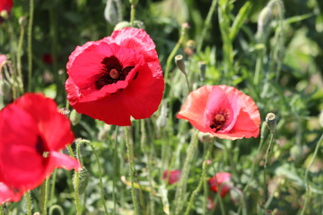 Obraz premium flowers