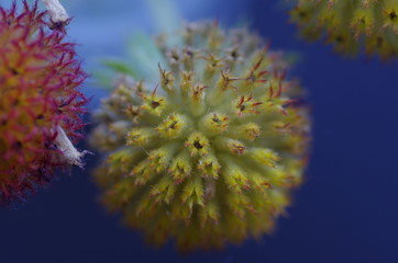 Skurile Bl&uuml;ten - Samen