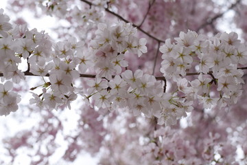 Japanese cherry blossom in full bloom in Washington DC, USA, April 2019. The tree was granted by Japan government to US government in commemoration of the nations's relationship
