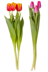 Set of red and pink tulip flowers bouquets isolated on white. Bunches of three tulips isolated 