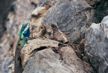 Blue crested lizard climbing up side of stone wall - Colourful and large Indochinese reptile with vibrant scales resting on a forest park ledge during the day - Wildlife, nature, ecology concept
