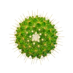 Fotobehang Cactus Bovenaanzicht cactus geïsoleerd op een witte achtergrond, uitknippad, Mammillaria
