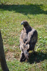 Royal Eagle, Aquila chysaetos With Her Neck Turned In The Natural Park Of Cabarceno Old Mine For Extraction Of Iron. August 25, 2013. Cabarceno, Cantabria. Holidays Nature Animals Wildlife
