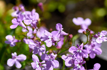 Obraz premium purple flowers