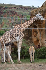 Portrait Of A Giraffe Looking At The Camera In The Natural Park Of Cabarceno Old Mine For Iron Extraction. August 25, 2013. Cabarceno, Cantabria. Holidays Nature Street Photography Animals Wildlife