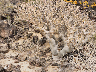 A primeval tree, a Tabaiba in the barren scrubland on Tenerife, Canary Island. One of the oldest bush trees in the world