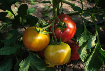 fresh tomatoes on the vine